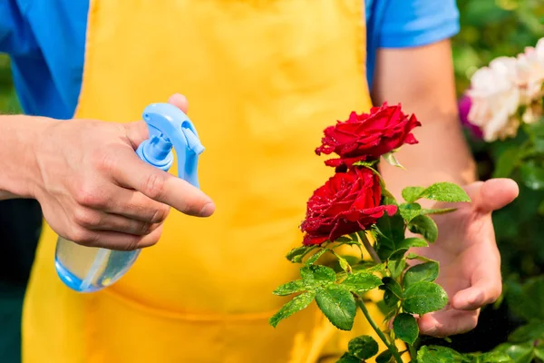Handen van een tuinman besproeid met water uit een spray van rode rozen — Stockfoto
