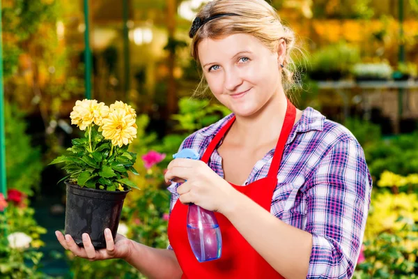 Succesvolle bloemist met een bloempot in de kas — Stockfoto