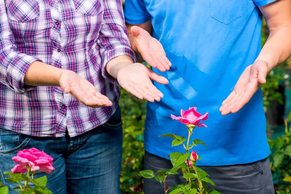 Male and female hands show a beautiful rose in the greenhouse — Stock Photo, Image