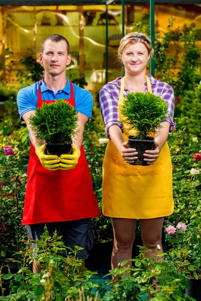 Portret van jonge tuinders in een kas met zaailingen van tr — Stockfoto