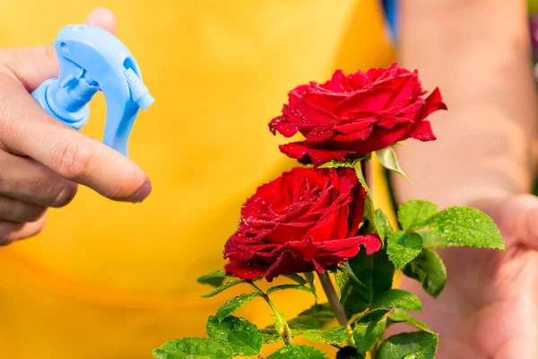 Gros plan de roses rouges avec gouttes d'eau et jardinier à main — Photo