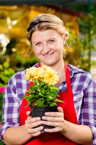 Girl florist grows in the greenhouse favorite flowers — Stock Photo, Image