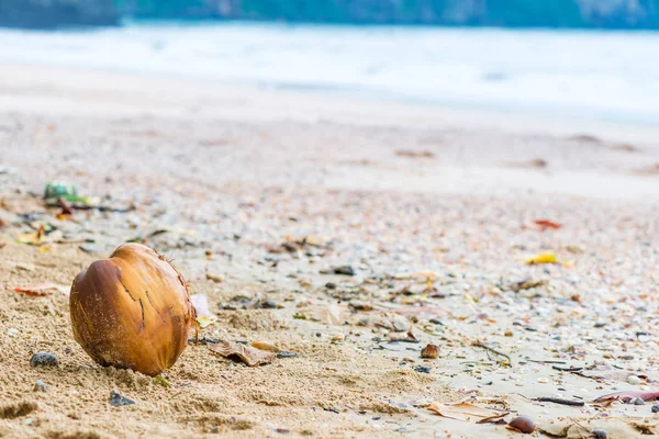 Samotny kokos brązowy na piaszczystej plaży nad morzem w dolnej le — Zdjęcie stockowe