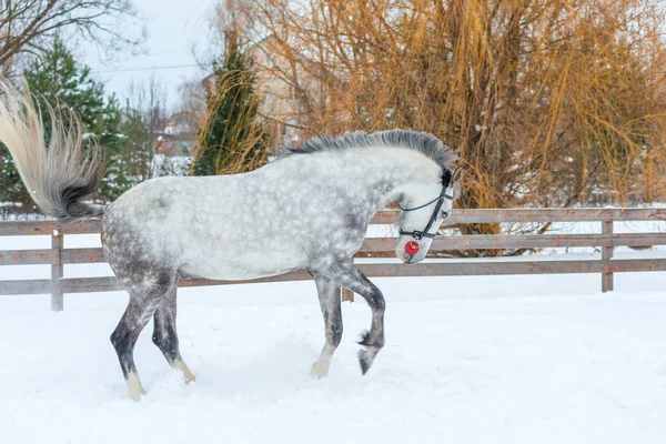 Ενεργό γκρίζο άλογο που καλπάζει μέσα από το χιόνι — Φωτογραφία Αρχείου