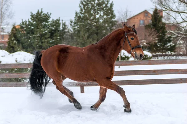 Aktivní mladý kůň běžel na sněhu v zimě — Stock fotografie