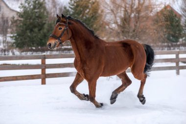 aktif genç at üzerinde çalıştığı bir çitle çevrili bir çiftlik ben