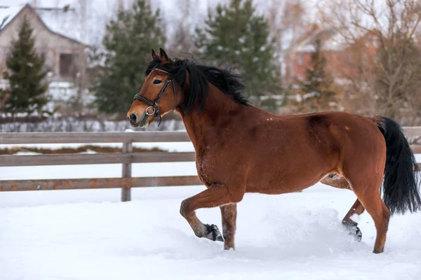 Závod hnědé krásné koně v zimě na sněhu — Stock fotografie