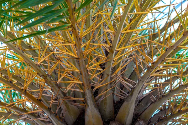 Yellow branches of a coconut tree close-up view from below — 스톡 사진