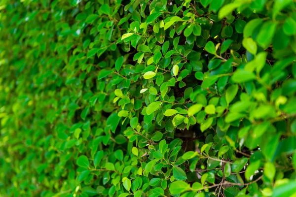 壁にヘッジのクローズ アップは、緑の茂みの葉します。 — ストック写真