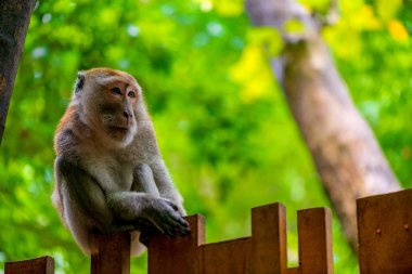 Yatay bir çit tropikal bir maymun portresi