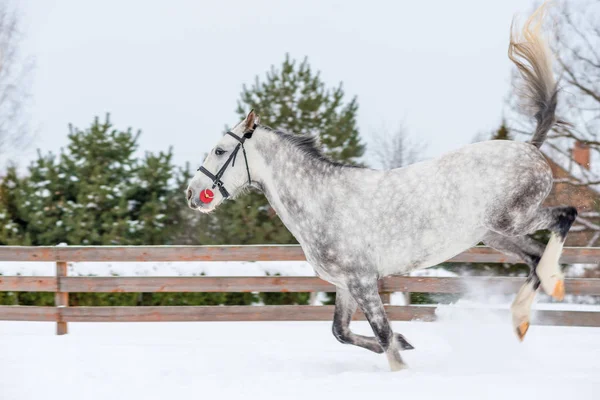 Un puledro di colore grigio sulla neve gioca attivamente — Foto Stock