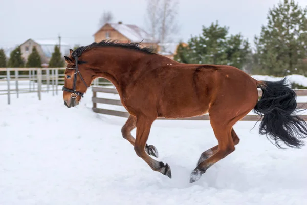 Young thoroughbred racebler running and jumping on the winter fi — Stock Photo, Image
