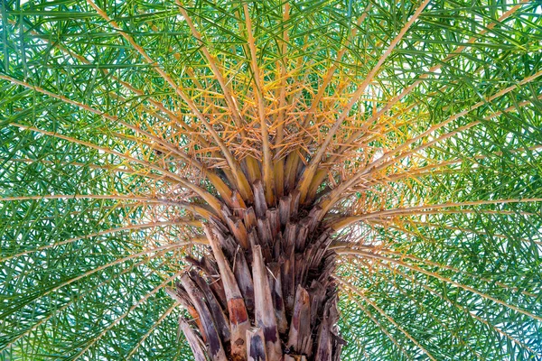 Palm top primer plano, vista de abajo hacia arriba — Foto de Stock