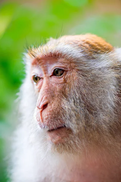 Affengesicht aus nächster Nähe auf Naturhintergrund — Stockfoto