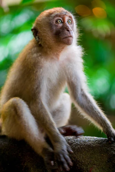 Mono sentado en un árbol y mira hacia arriba, foto en la naturaleza — Foto de Stock