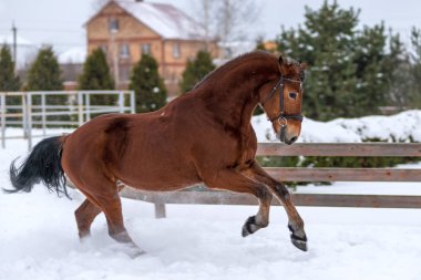 Bir at bir yolda bir çiftlikte aktif taşır