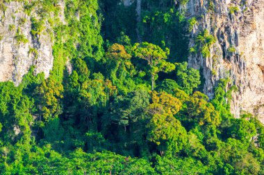 tropikal ağaçta büyüyen ile kayalık uçurum
