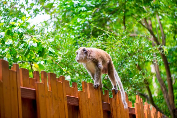 Fluffy monkey goes on a wooden fence in the forest