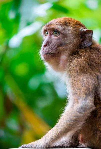 Nahaufnahme eines Affen im Park im Freien — Stockfoto