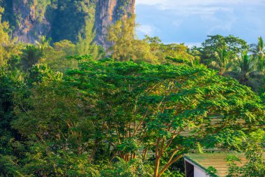 Batan güneşin ışınları dağlarında tropik ağaç