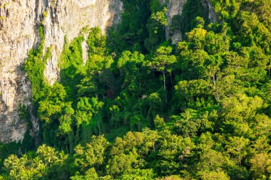 Rocky Dağı'nda bir tropikal orman Close-Up