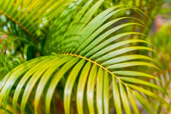 Antecedentes de un exótico primer plano de la hoja de árbol tropical — Foto de Stock
