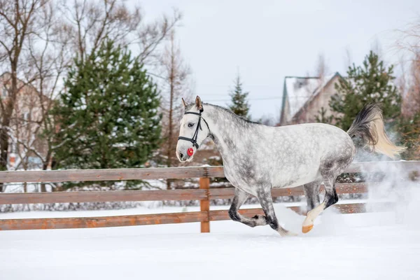 Fast gray thoroughbred horse in the snow in winter — Stock Photo, Image