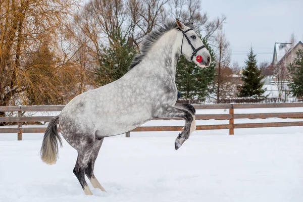 A hó területén felmászott egy gyönyörű lovon — Stock Fotó