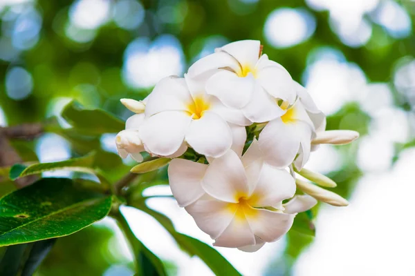 Close-up of frangipani flowers on a tree branch in Thailand — Stock Photo, Image