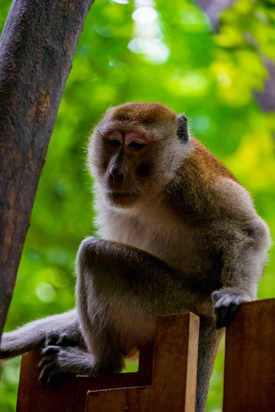Porträt eines Affen auf einem Zaun in den Tropen — Stockfoto