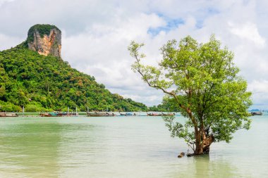 Yalnız yeşil ağaç deniz, güzel manzara büyür