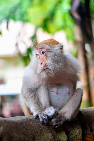 Porträt eines Makakenweibchens an einem Zaun in einem Park — Stockfoto