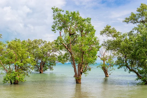 A group of trees covered with leaves grow in the water on the co — Stock Photo, Image