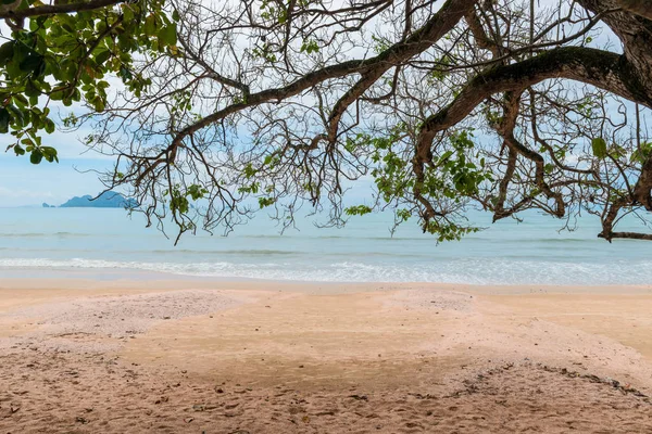 Denize sıfır Tayland kumlu bir plaj ağaçta — Stok fotoğraf