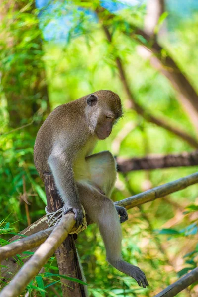 Ein trauriger einsamer Affe sitzt auf einem Zaun im Schatten eines Baumes — Stockfoto