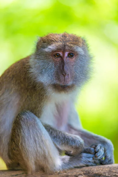 Vertikales Porträt eines Affen auf einem Holzzaun in Asien — Stockfoto