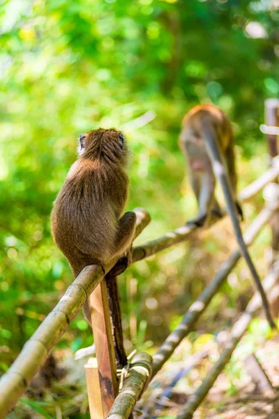 Blick von hinten - Affen am Zaun in der Natur — Stockfoto