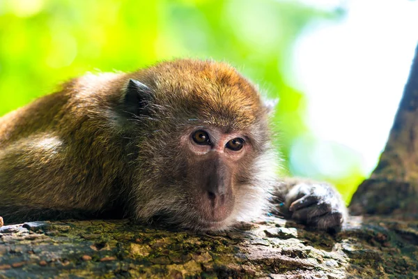 Nahaufnahme Porträt eines schönen Affengesichts auf einem Baum — Stockfoto