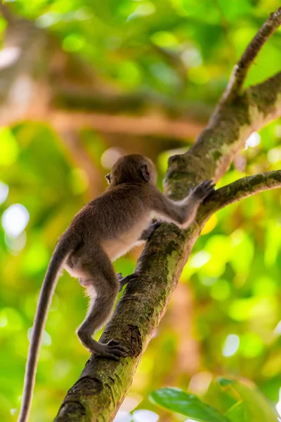 Pequeño mono bebé activo sube a un árbol alto — Foto de Stock
