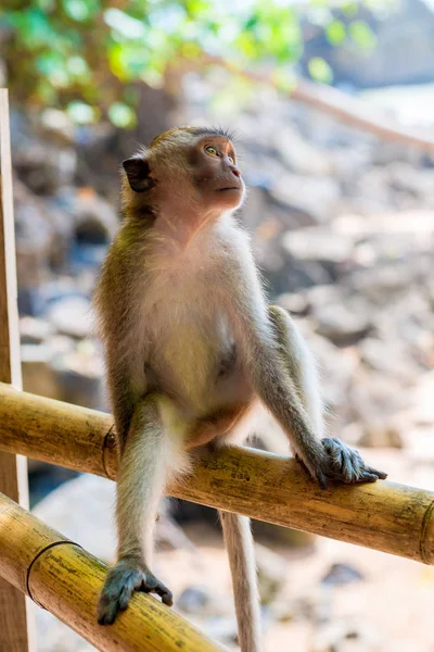 Affe ruht sich auf dem Zaun aus — Stockfoto