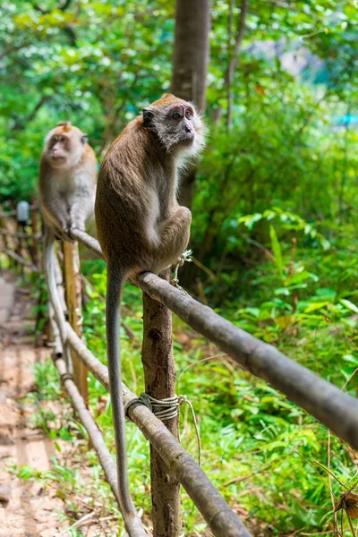 Dois macacos em uma cerca em uma floresta na Ásia — Fotografia de Stock