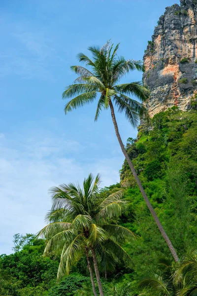Paisagem vertical de palmeiras tropicais e penhasco. Tambor — Fotografia de Stock