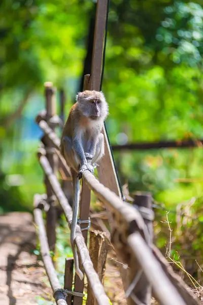 Der Affe sitzt auf einem Zaun an einem sonnigen heißen Tag, Thailand — Stockfoto
