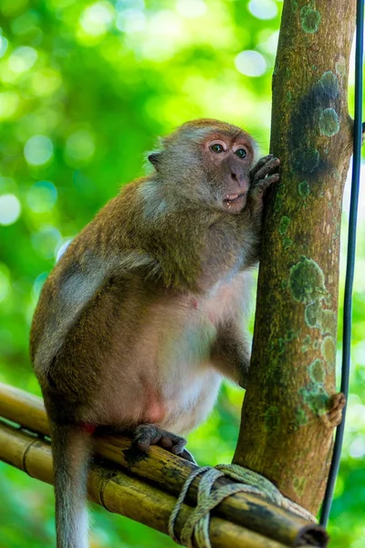 Retrato de un mono vertical, animal cerca de un árbol — Foto de Stock