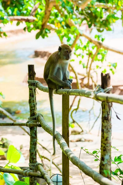 Thailand, ein Affe sitzt auf einem Zaun in Strandnähe — Stockfoto