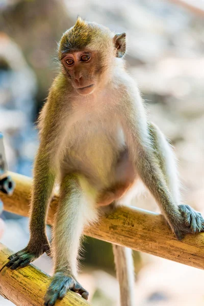 Schöner kleiner Affe auf dem Zaun ruht — Stockfoto