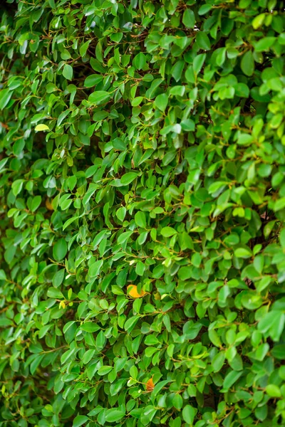 Neat hedge, leaves closeup on a bush — Stock Photo, Image