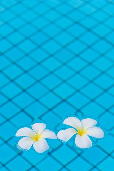 Vertical photo of plumeria flowers on water, space from above — Stock Photo, Image