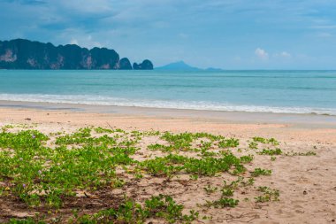 güzel çiçekler ve güzel manzaralı m nin kumlu plaj