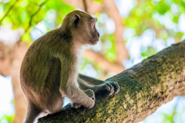 Tayland uzun bir ağaç üzerinde oturan profil maymun resmi